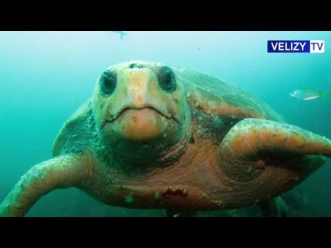 Vélizy TV - La Junior association veut sauver les tortues méditerranéennes