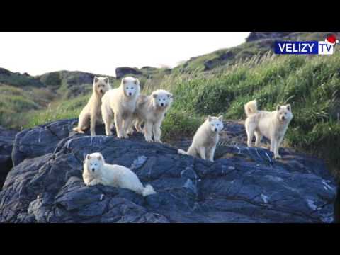 Vélizy TV : Imerpol, Institut Des Mers Polaires