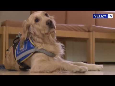 Handicap : Atelier chiens guides à l'école Jean Macé