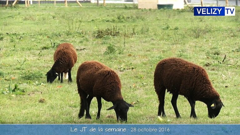 Le JT de la semaine Vélizy - 28 octobre 2016