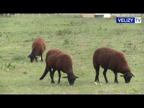 Des moutons arrivent à Vélizy-Villacoublay