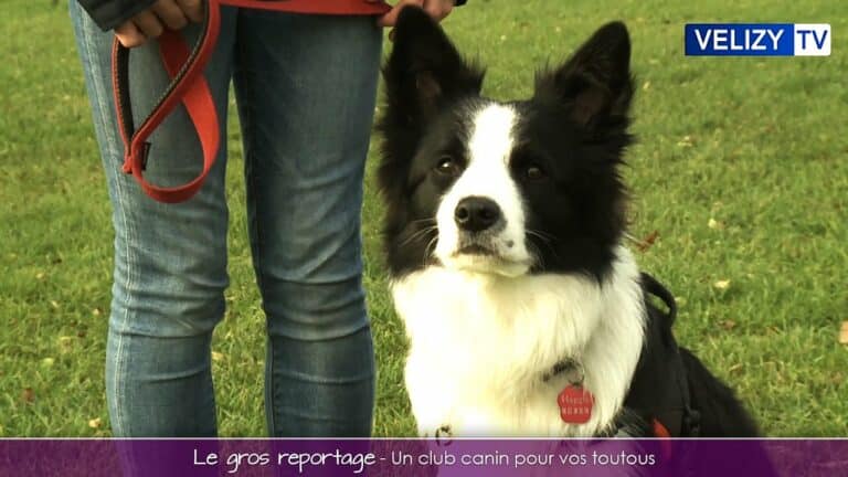 Le gros reportage Vélizy - Un club canin pour vos toutous