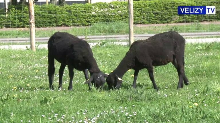 Retour des moutons à Vélizy