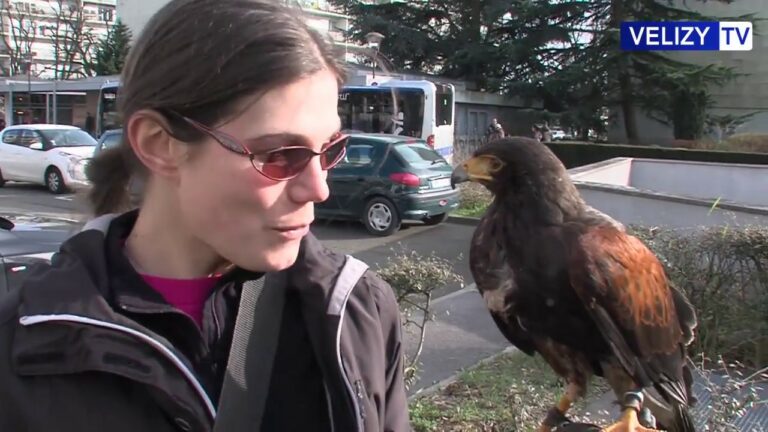 Effarouchement des pigeons à Vélizy